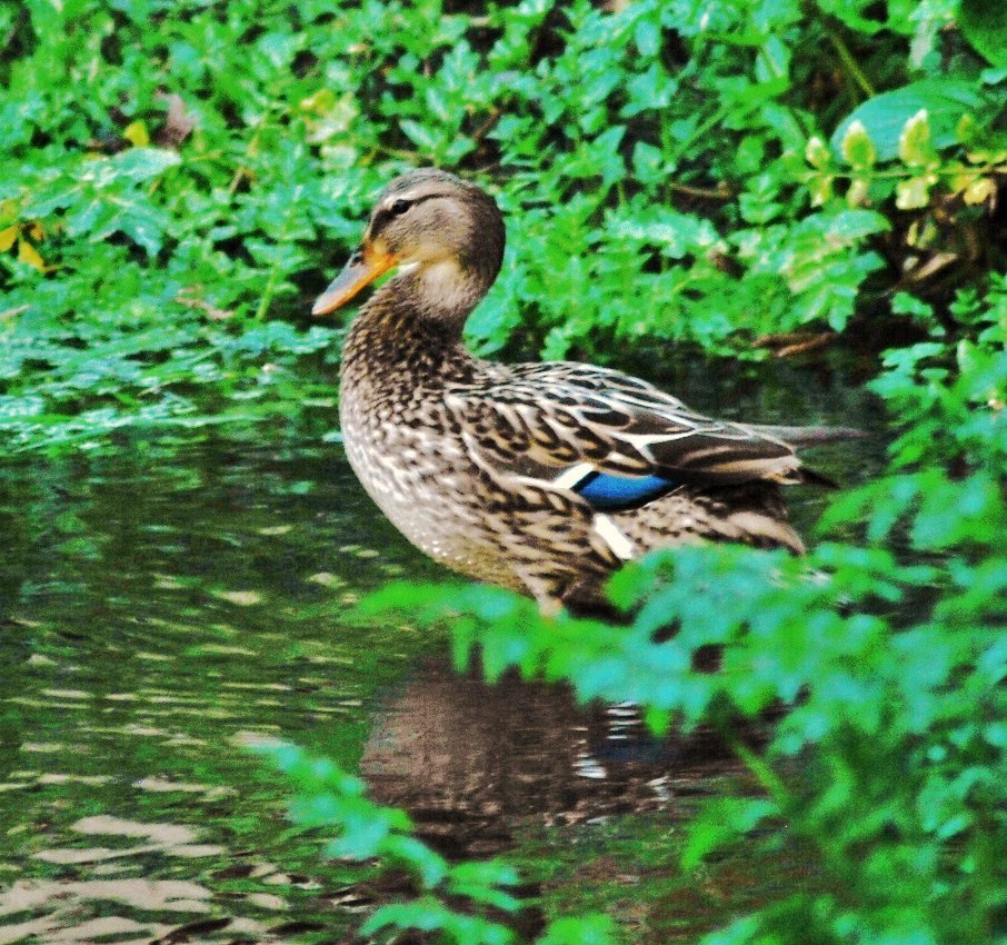 bosque con encanto ( vigo ) el pato