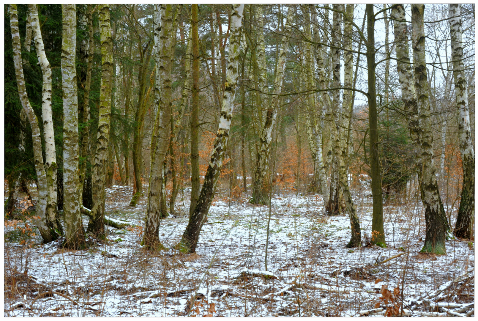 Bosque de abedules III (Birkenhain III)