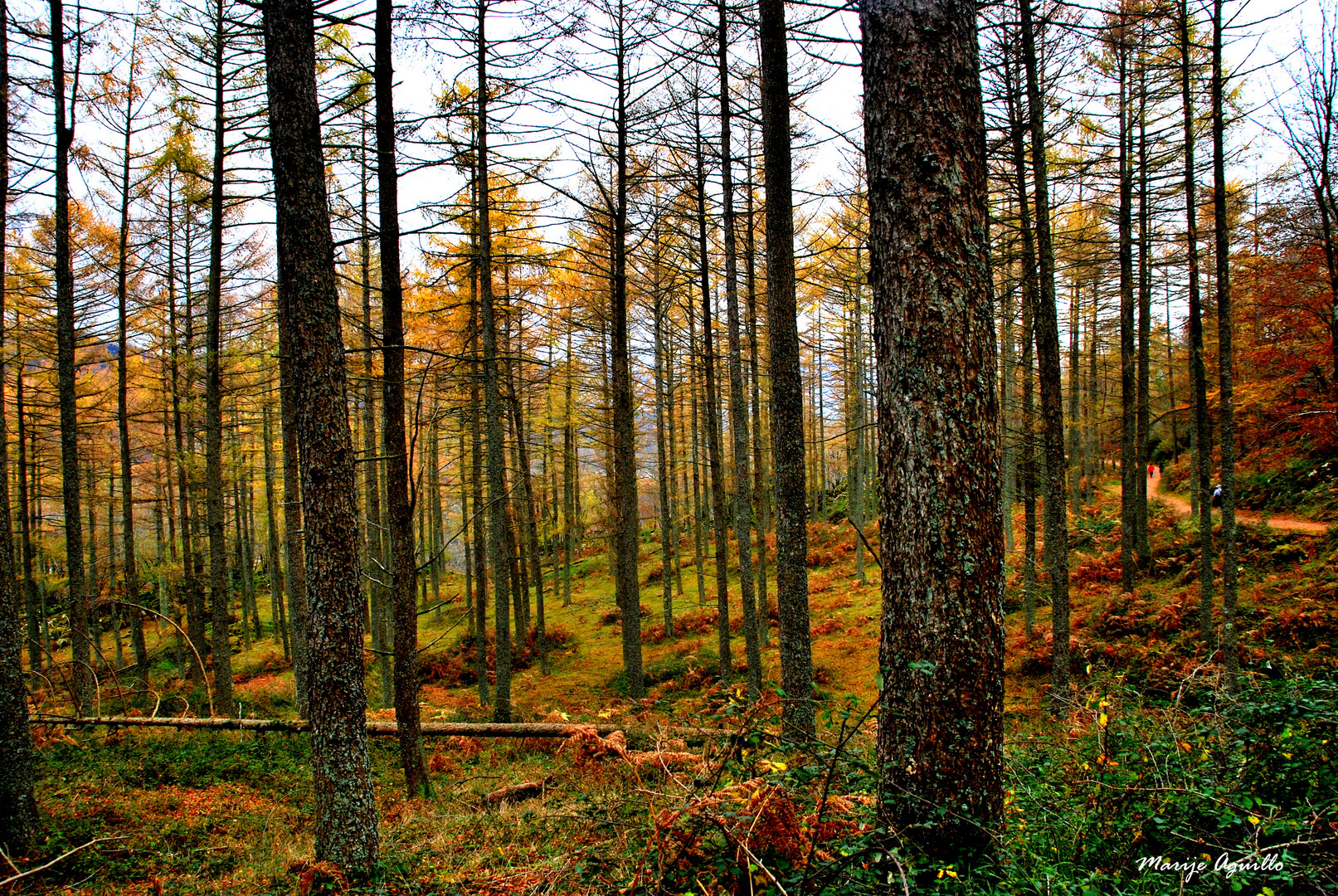 Bosque de alerces