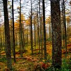 Bosque de alerces