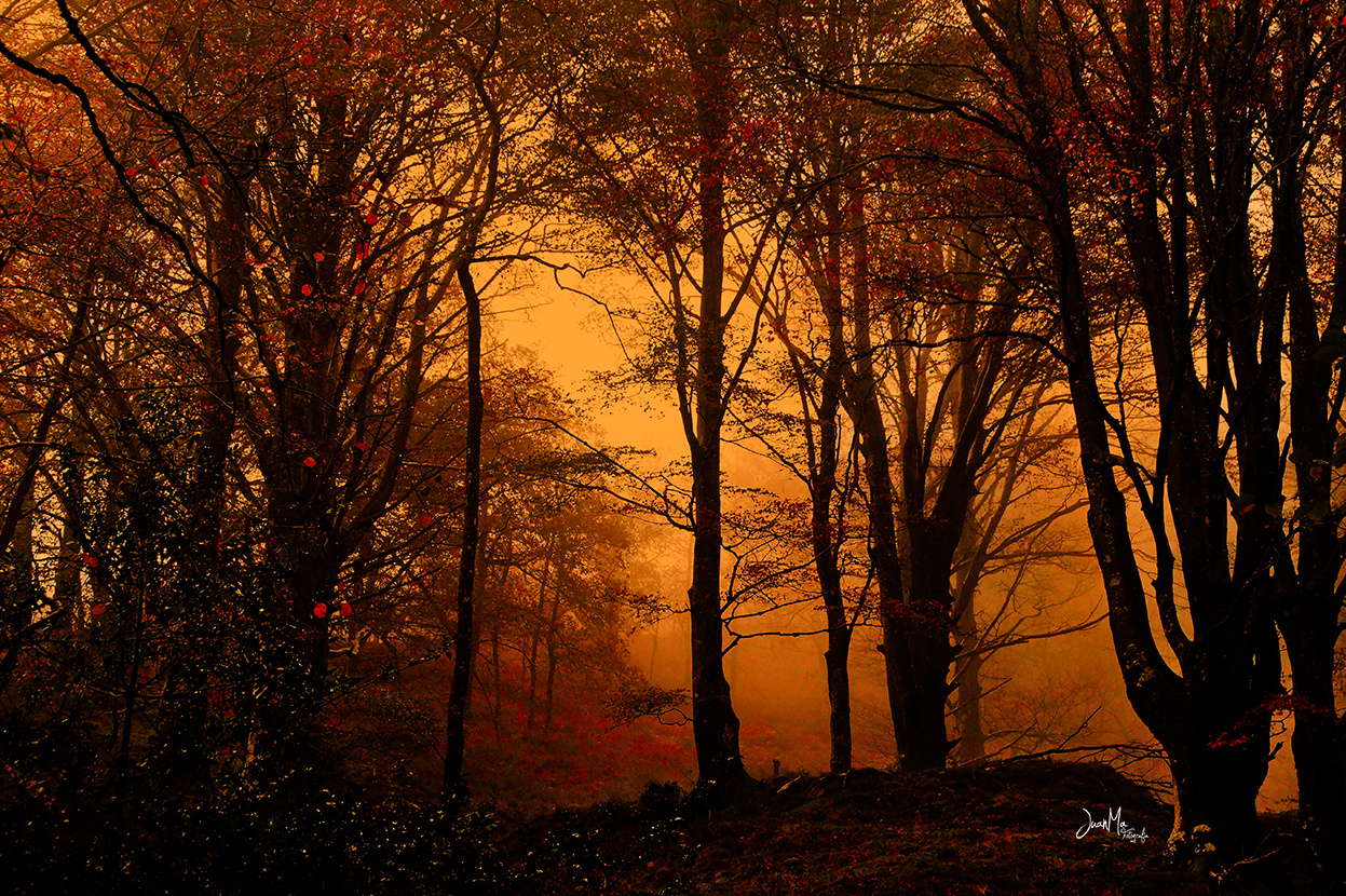 Bosque de Balgerri ( Karranza ).