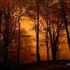 Bosque de Balgerri ( Karranza ).