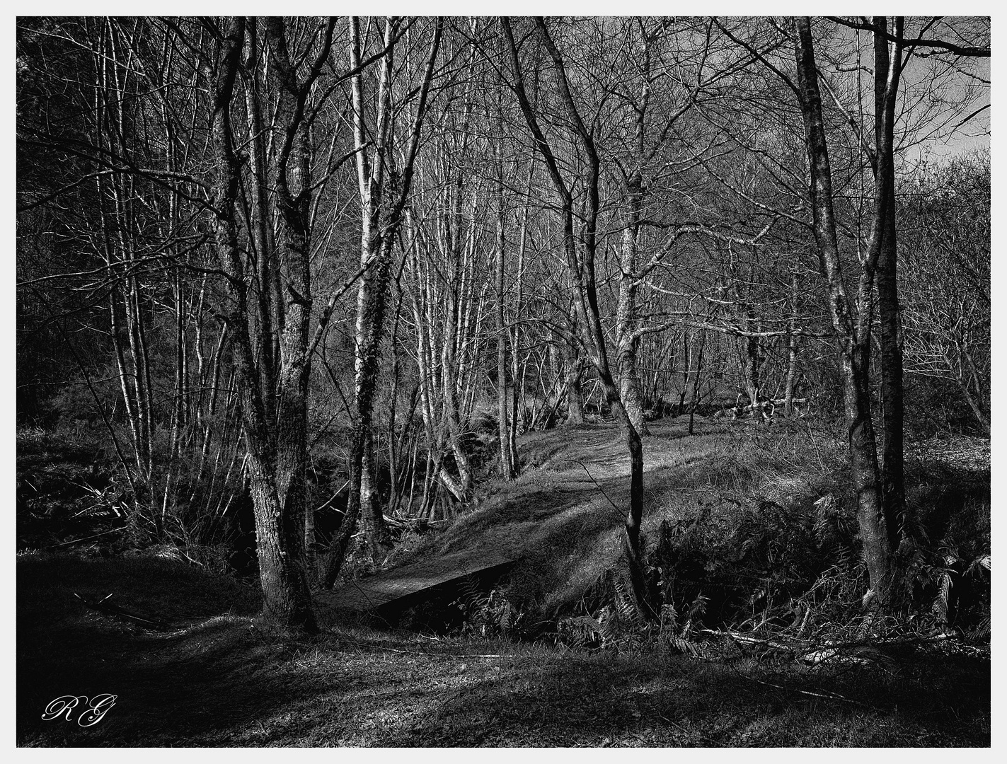 Bosque de blanco y negro