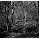 Bosque de blanco y negro