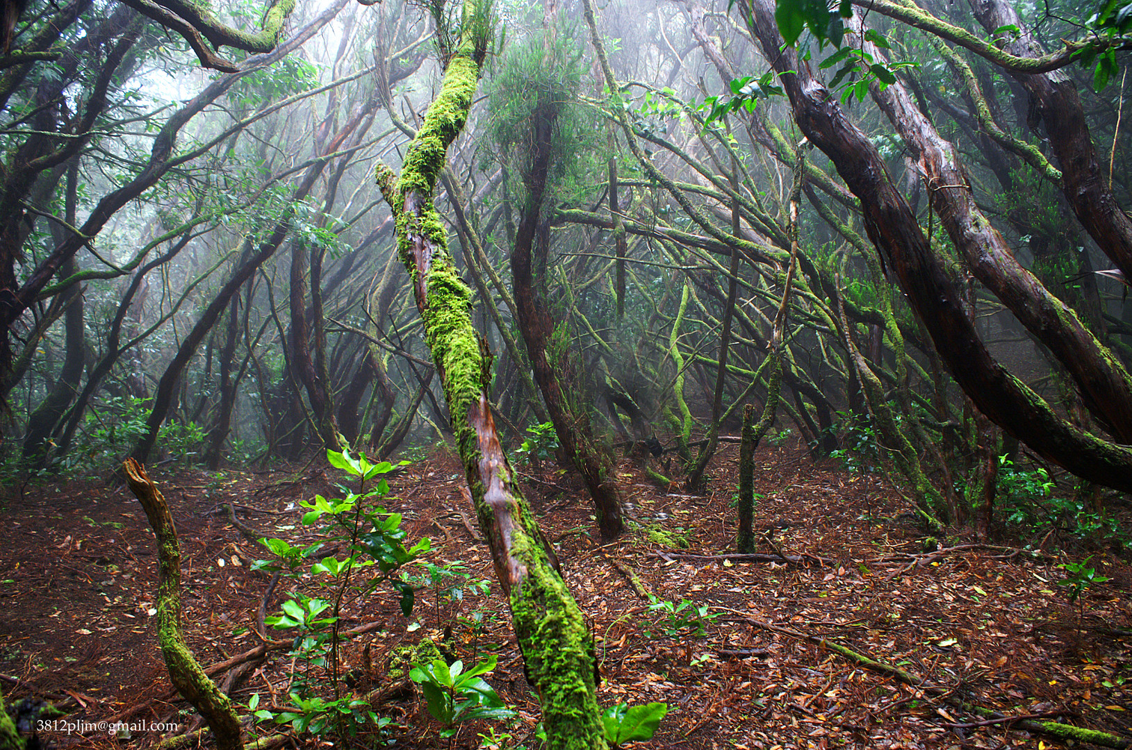 Bosque de brujas