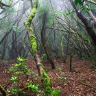 Bosque de brujas