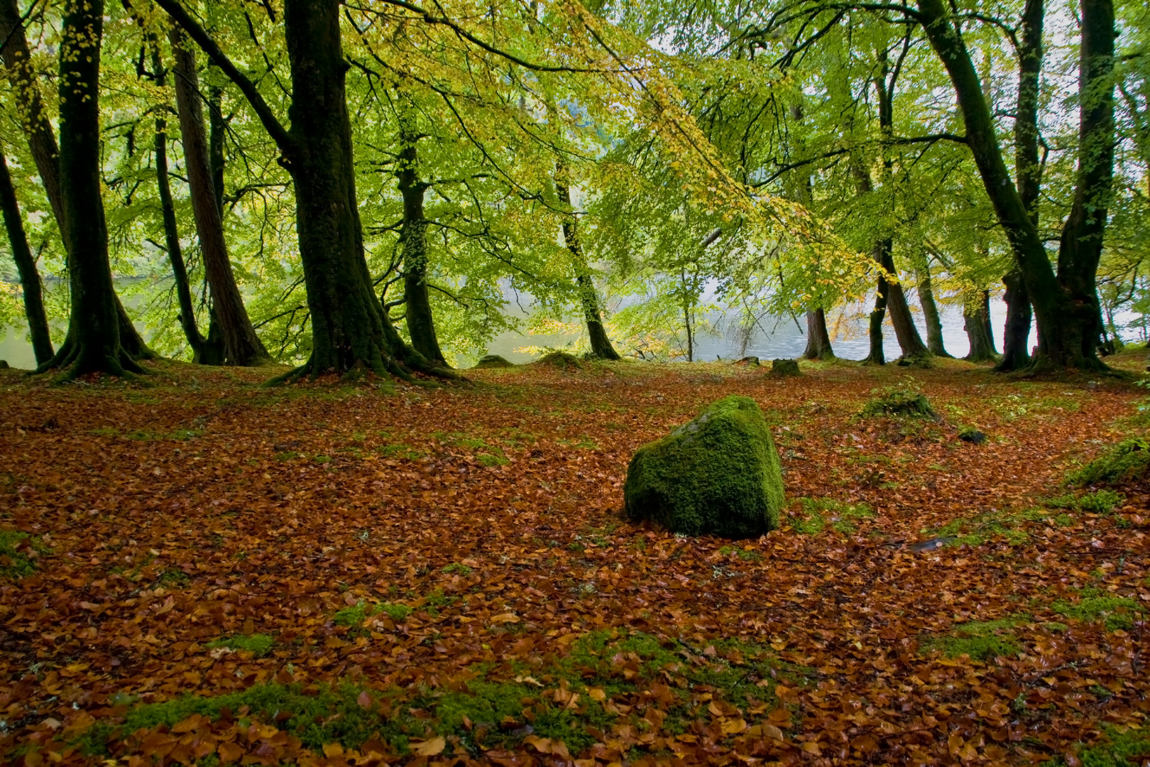 bosque de Escocia