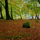 bosque de Escocia