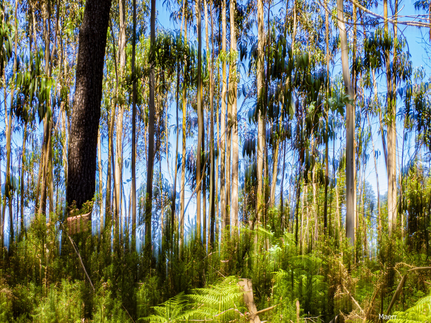 Bosque de eucaliptos.