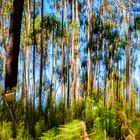 Bosque de eucaliptos.