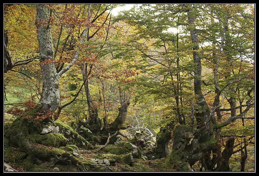 Bosque de hayas