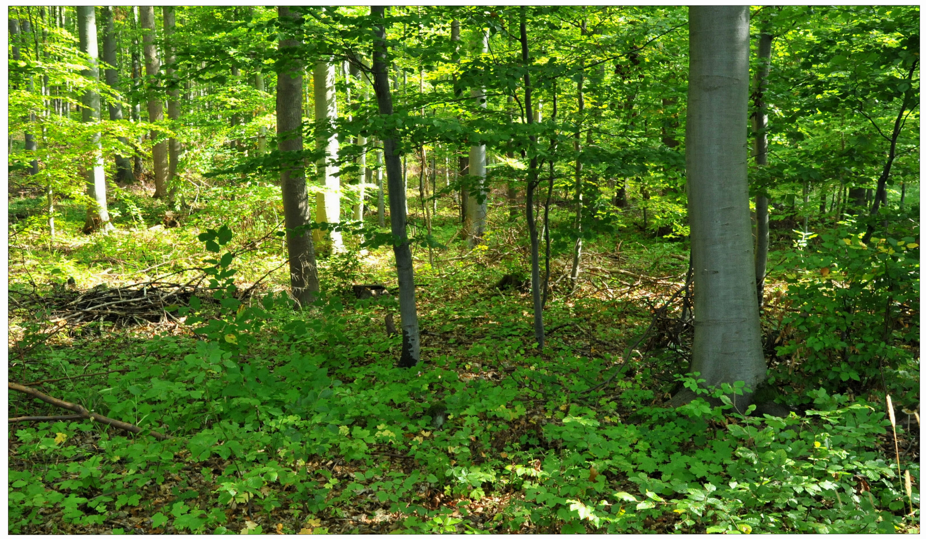 Bosque de hayas (Buchenwald)