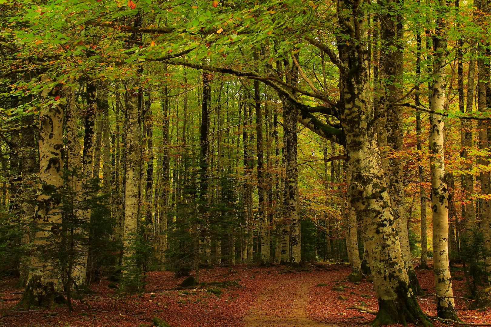 Bosque de Hayas (Ordesa)