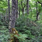 Bosque de la Laguna Parrillar