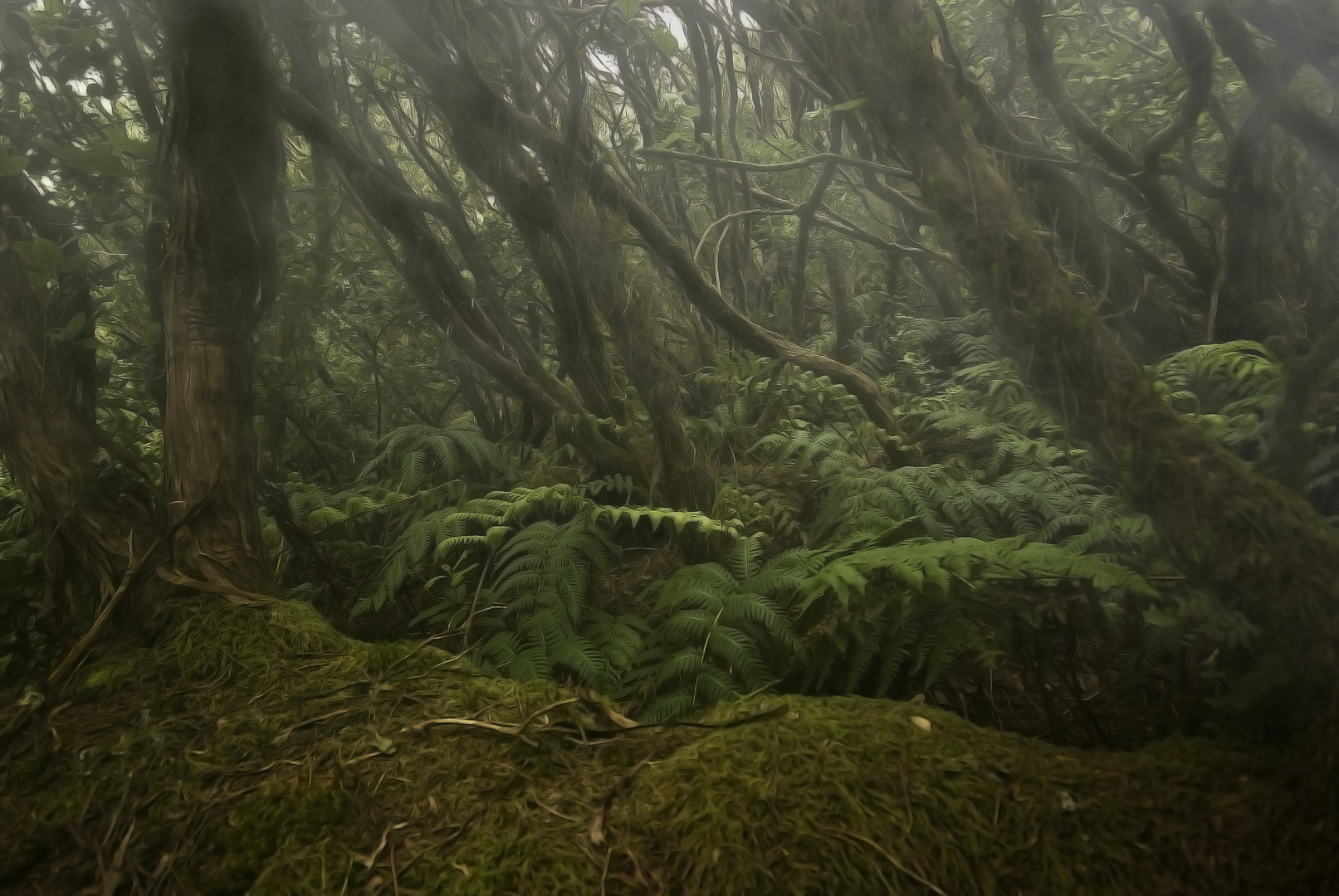 Bosque de la Mercedes