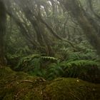 Bosque de la Mercedes