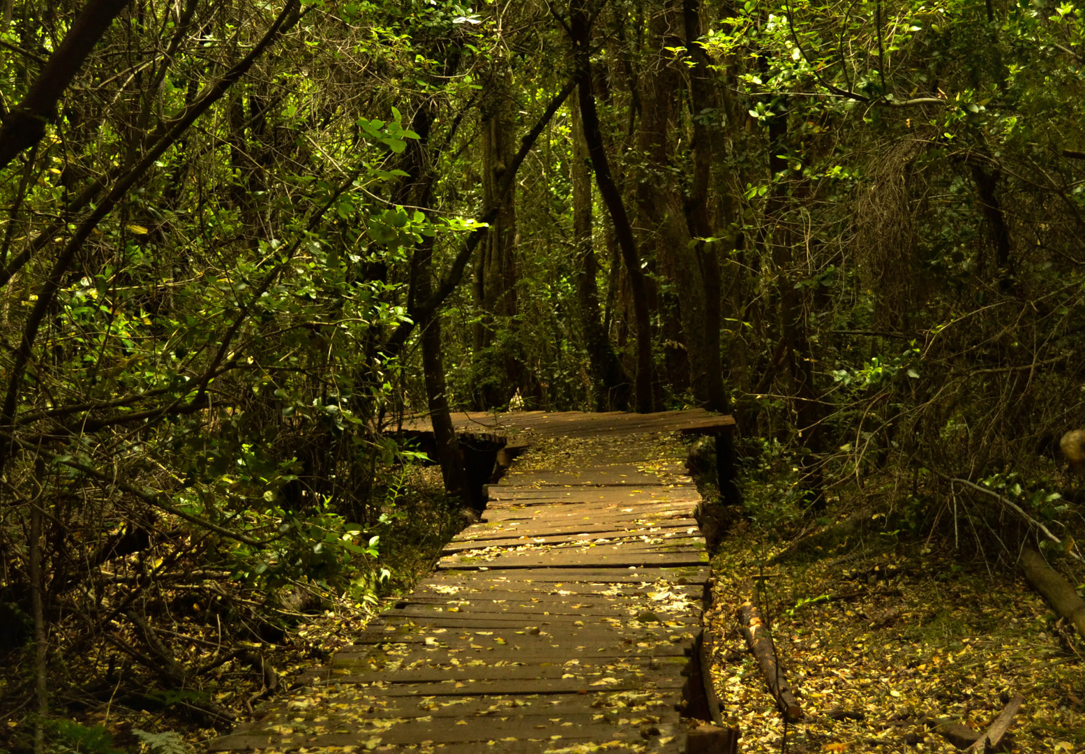 Bosque De Las Hadas - El Bolson -Argentina