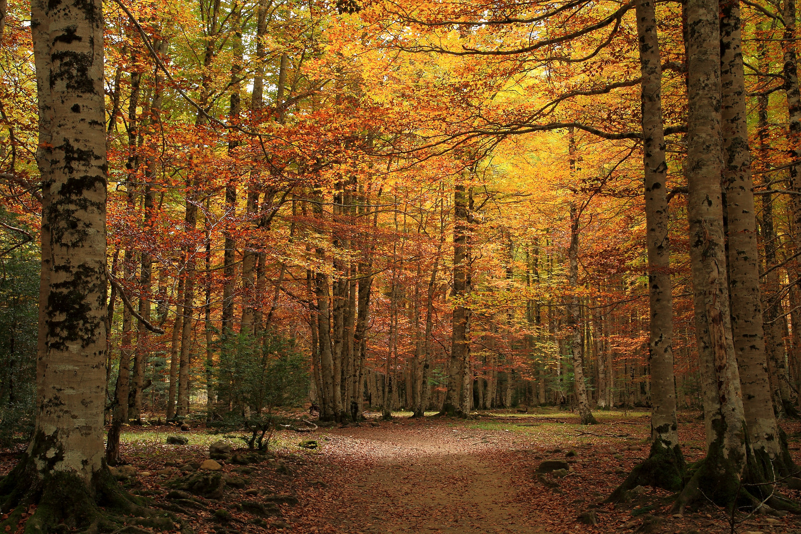 Bosque de las Hayas