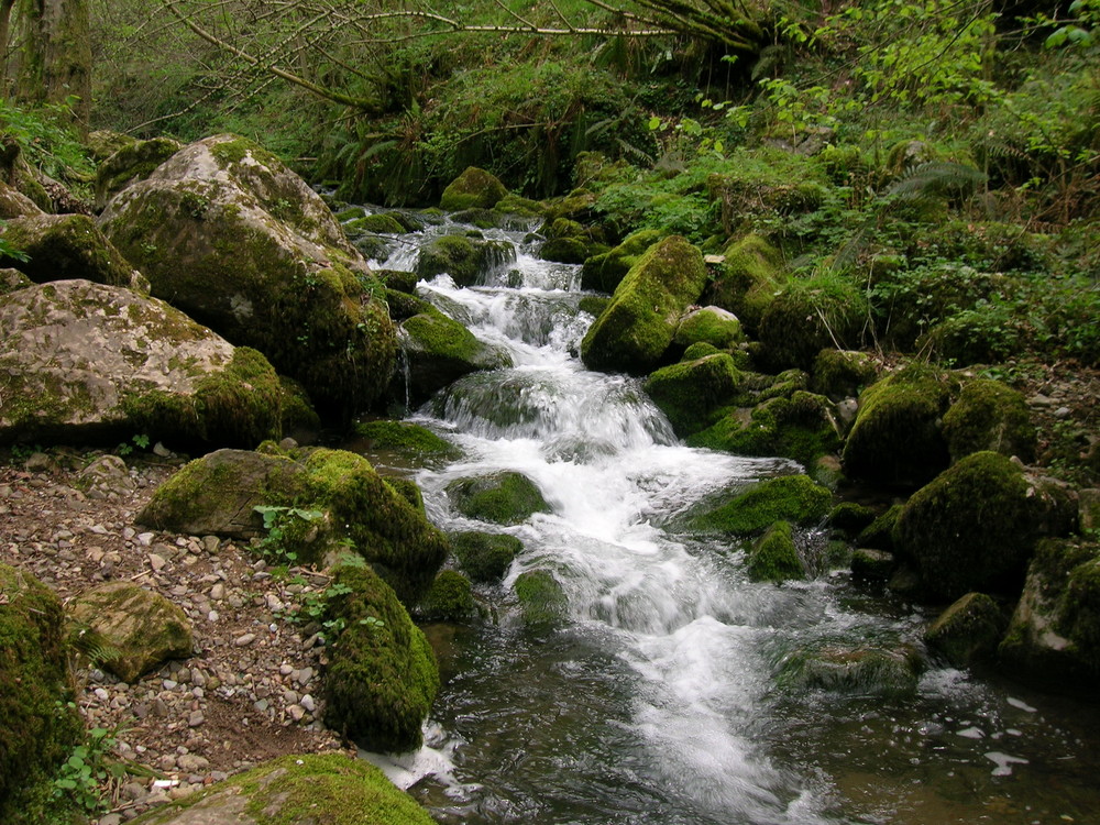 Bosque de Les Xanes (Asturias)