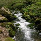 Bosque de Les Xanes (Asturias)