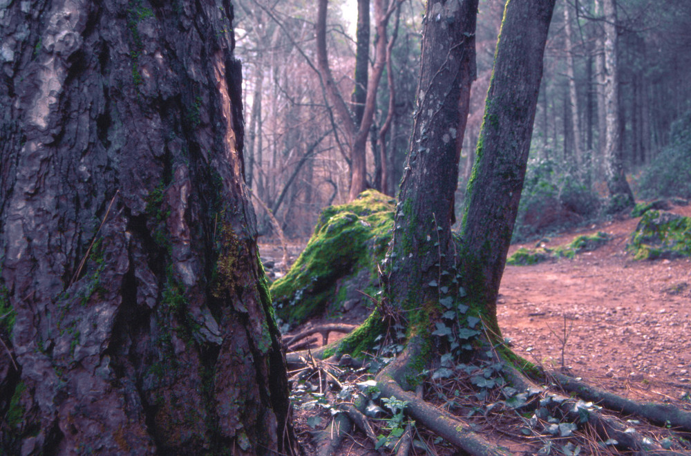 bosque de los Chorros