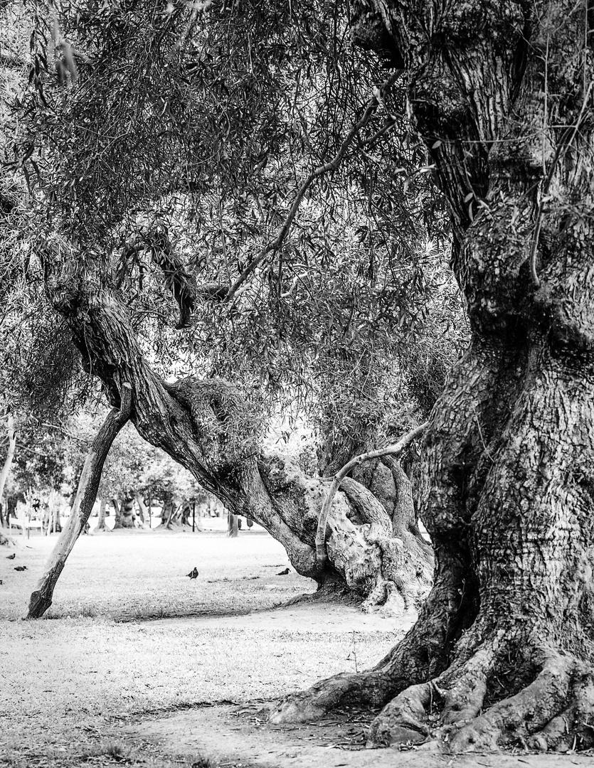 Bosque de Olivar 2