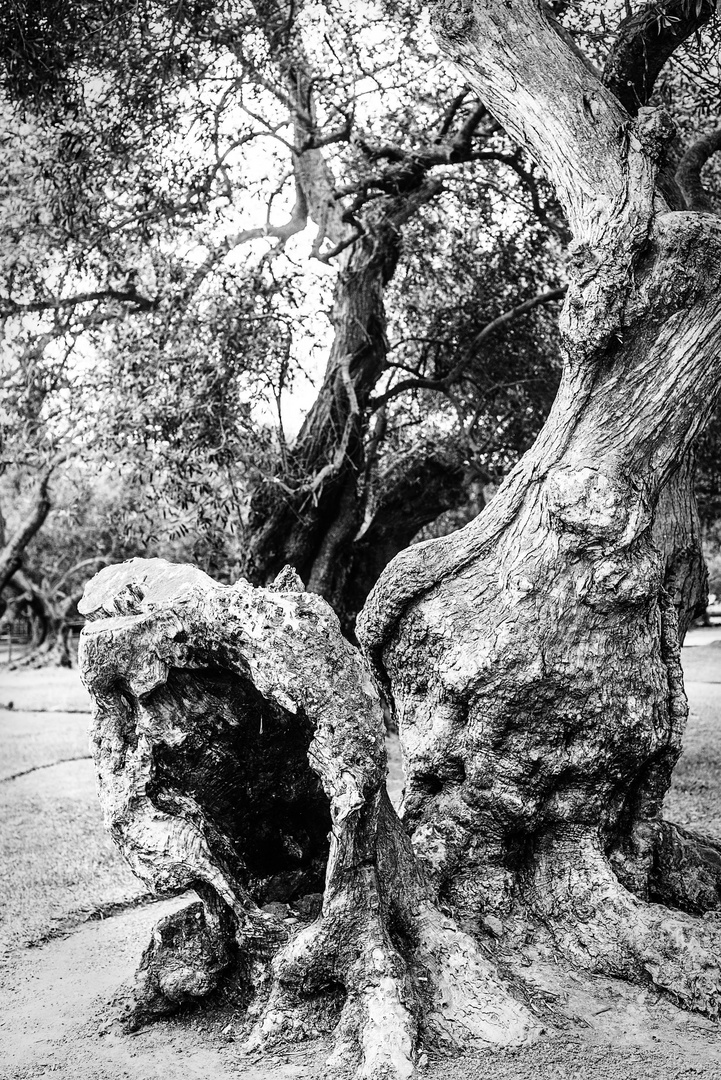 Bosque de Olivar