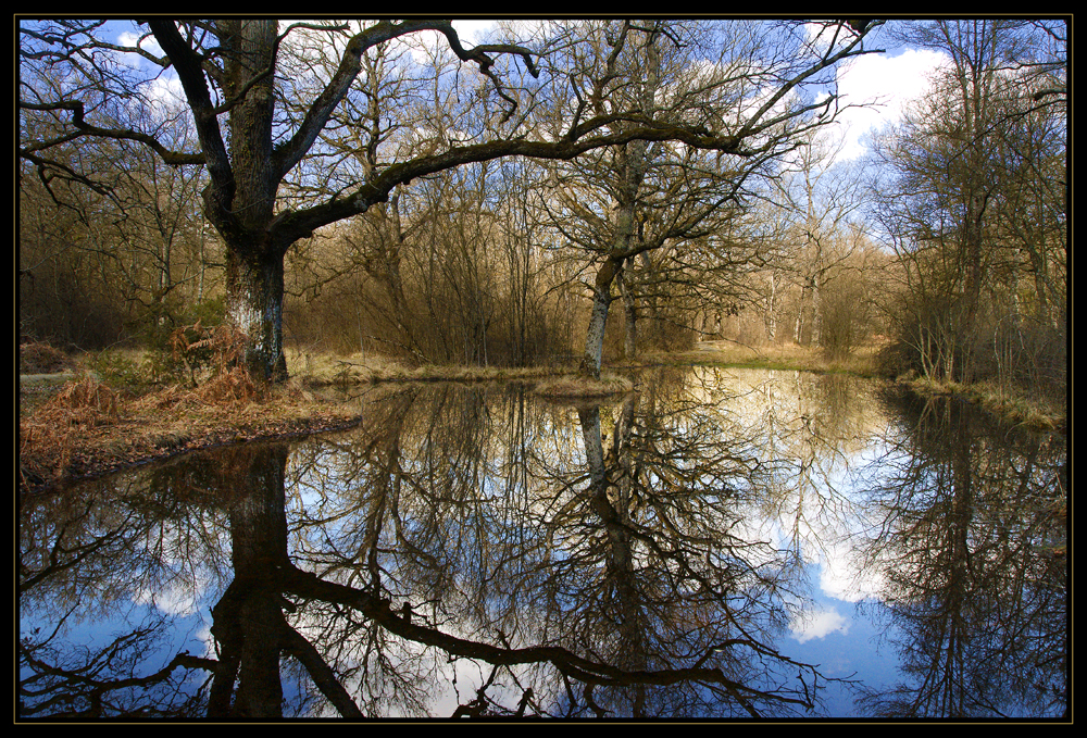 Bosque de Orgi