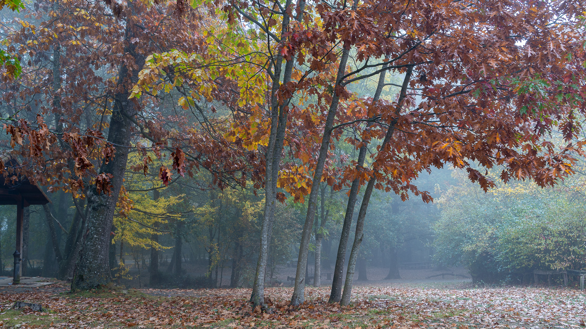 Bosque de Orgi