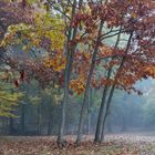 Bosque de Orgi