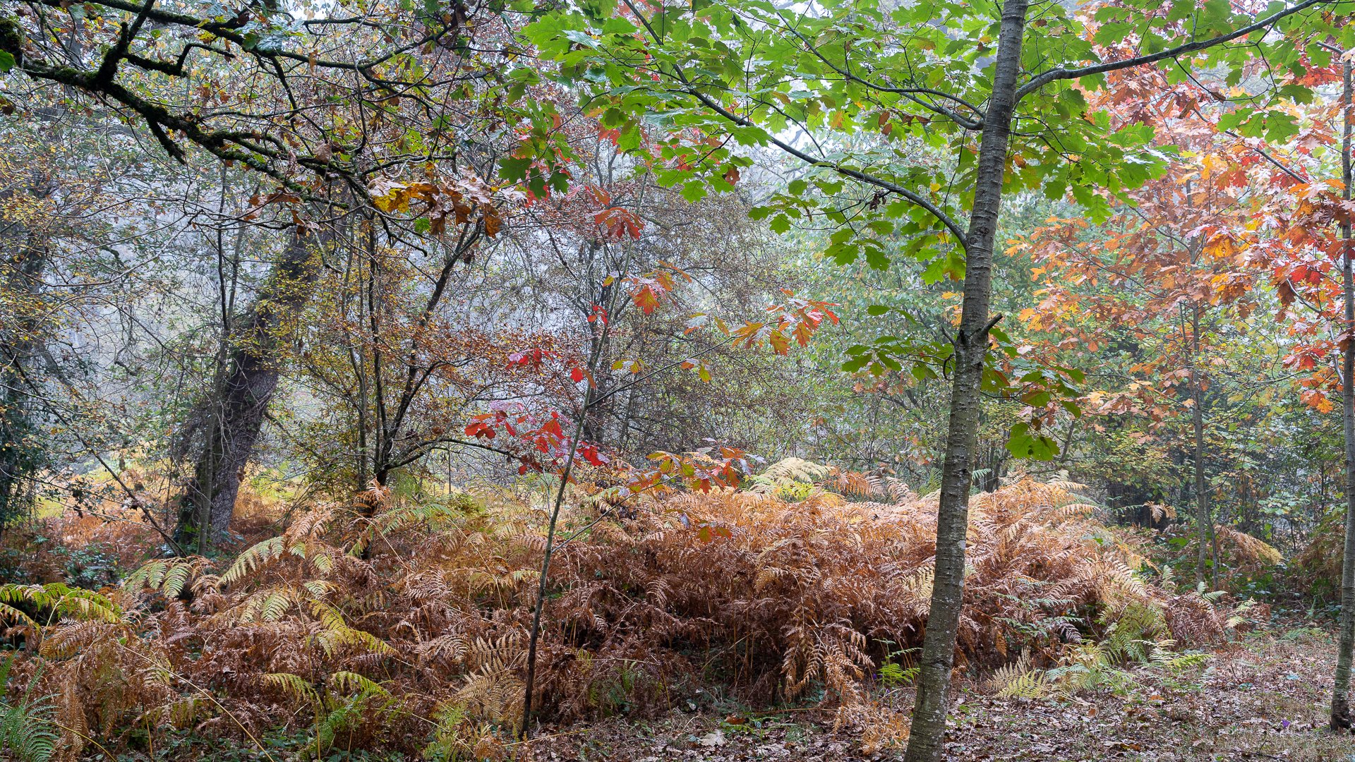 Bosque de Orgi