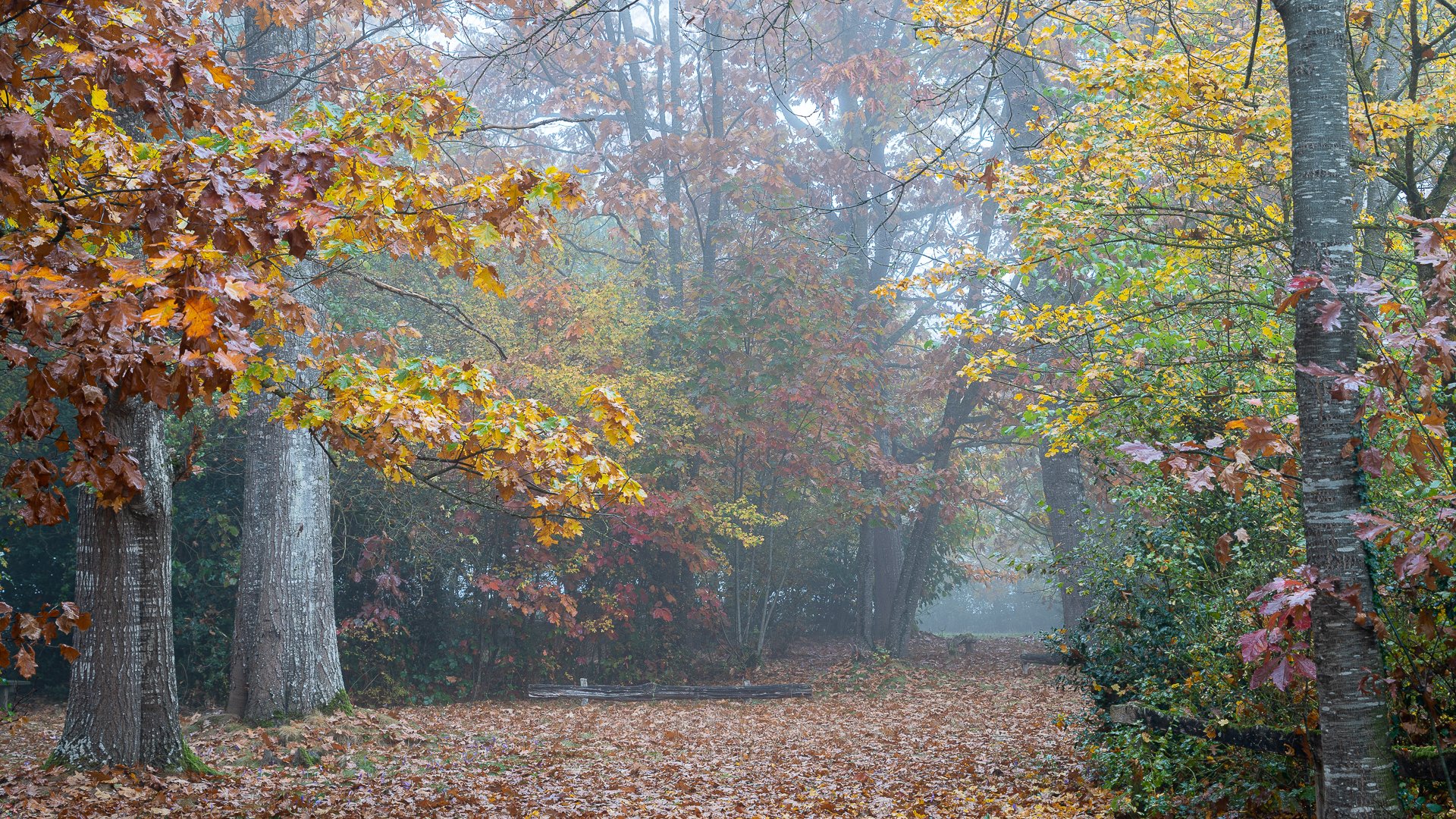 Bosque de Orgi