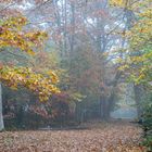 Bosque de Orgi