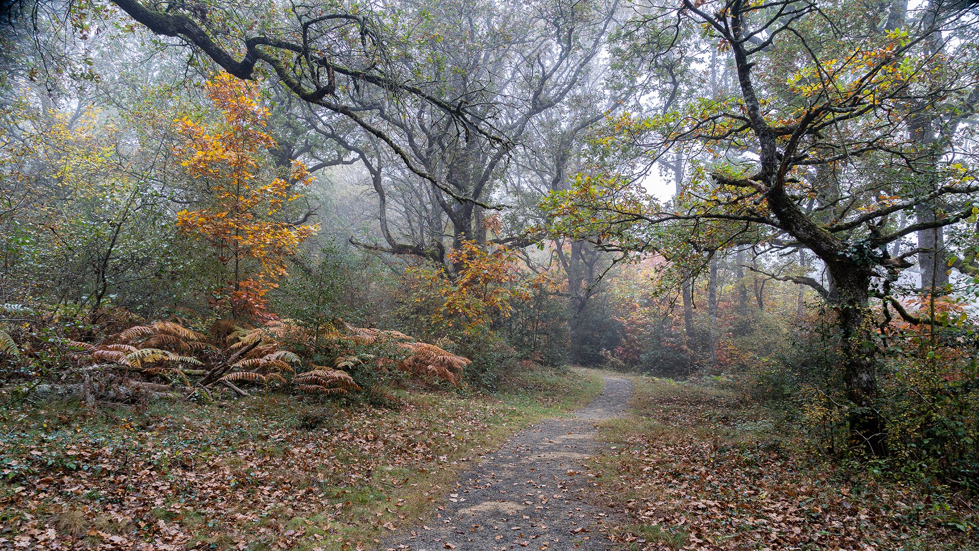 Bosque de Orgi