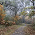 Bosque de Orgi