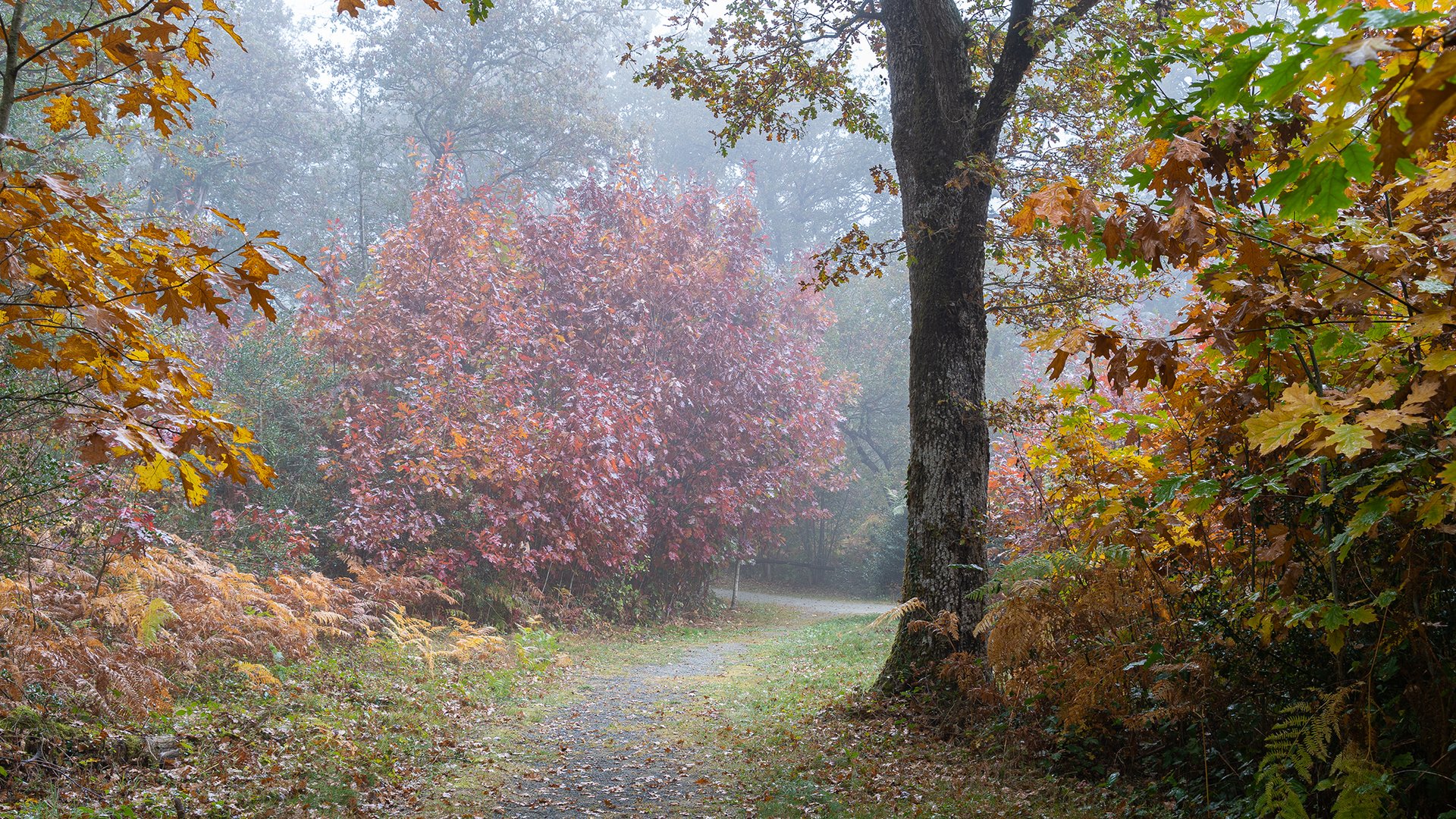 Bosque de Orgi