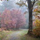 Bosque de Orgi