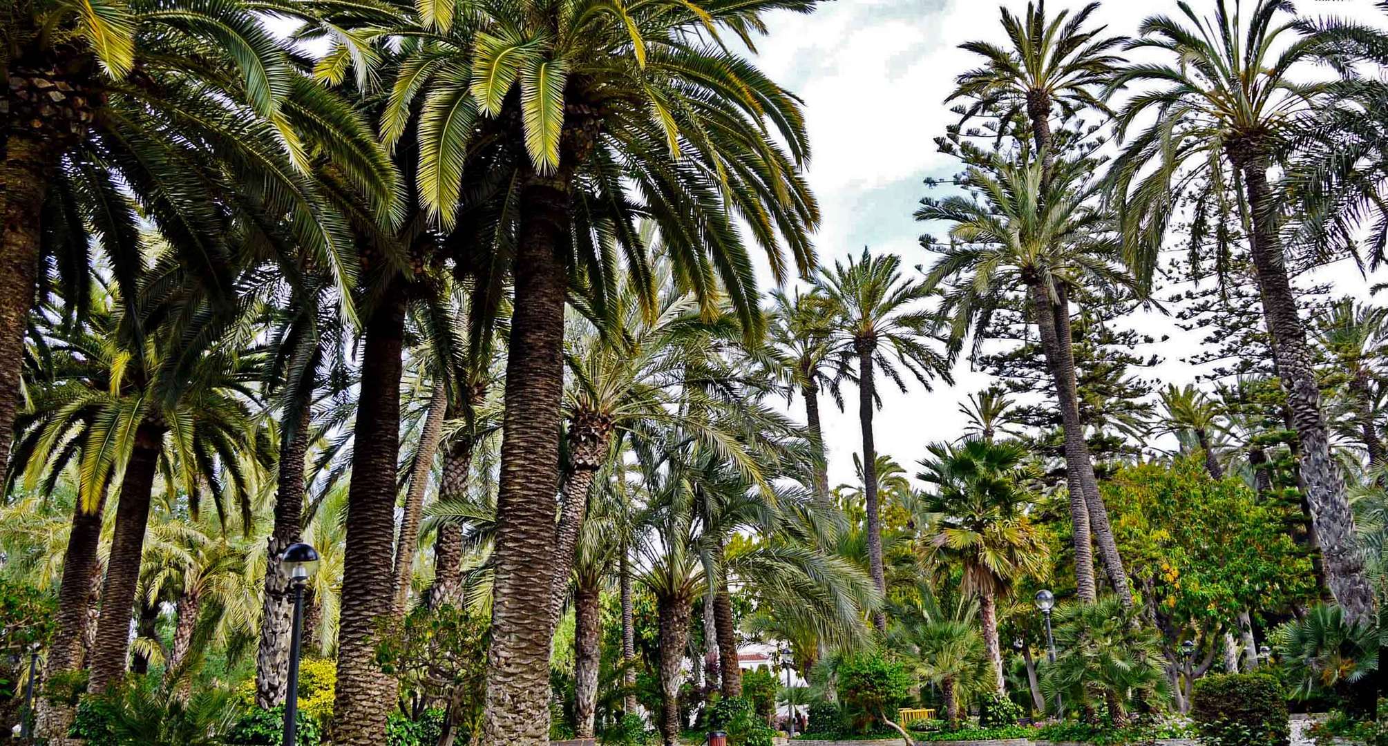 Bosque de palmeras de Elche