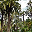 Bosque de palmeras de Elche