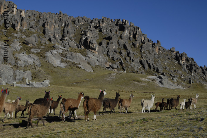 Bosque de Piedras Huayllay.