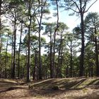 Bosque de pino