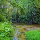 BOSQUE DE RIBERA