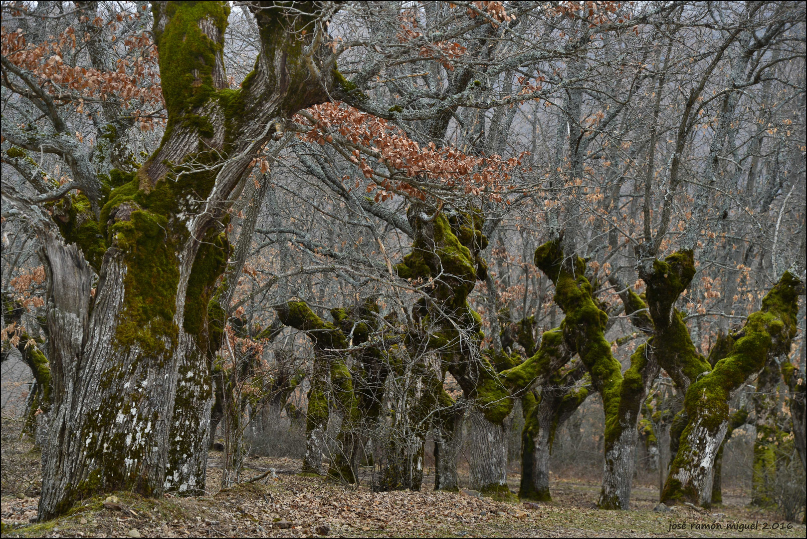 Bosque de robles