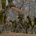 Bosque de robles