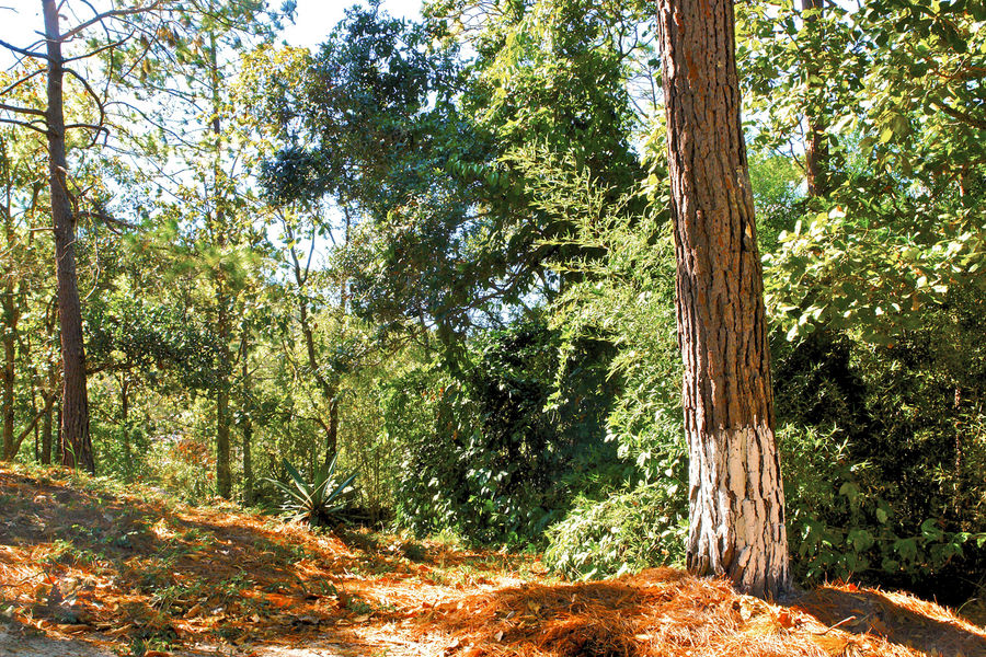 bosque DE SANTA ANA , OJOJONA