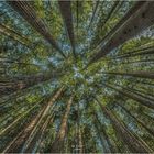 bosque de secuollas, cantabria