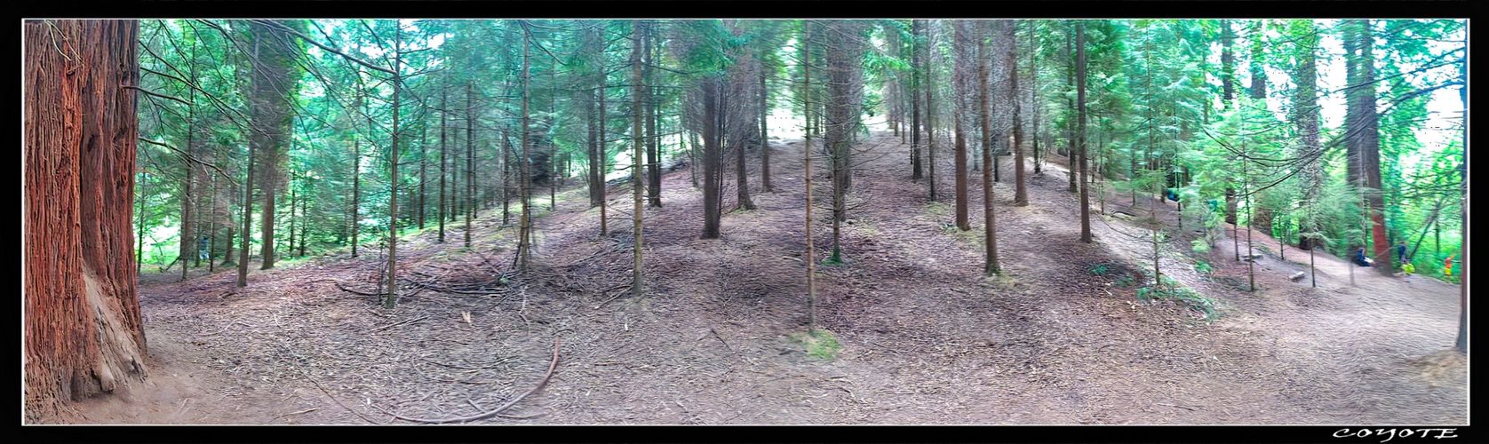 BOSQUE DE SECUOYAS HDR