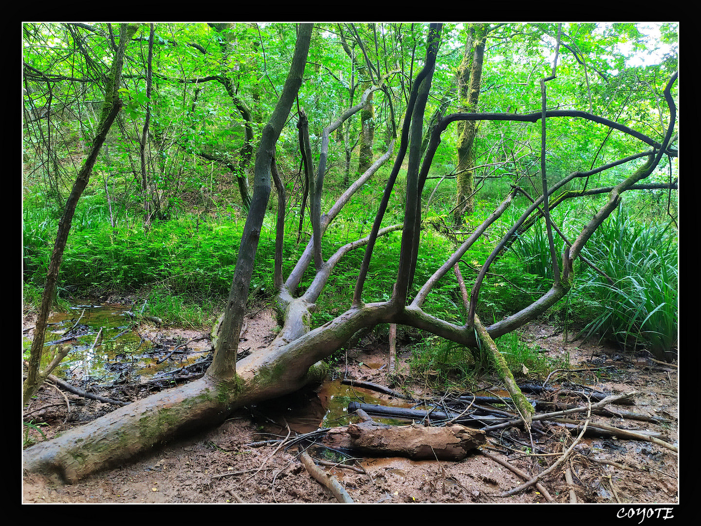 BOSQUE DE SECUOYAS TRONCO HDR