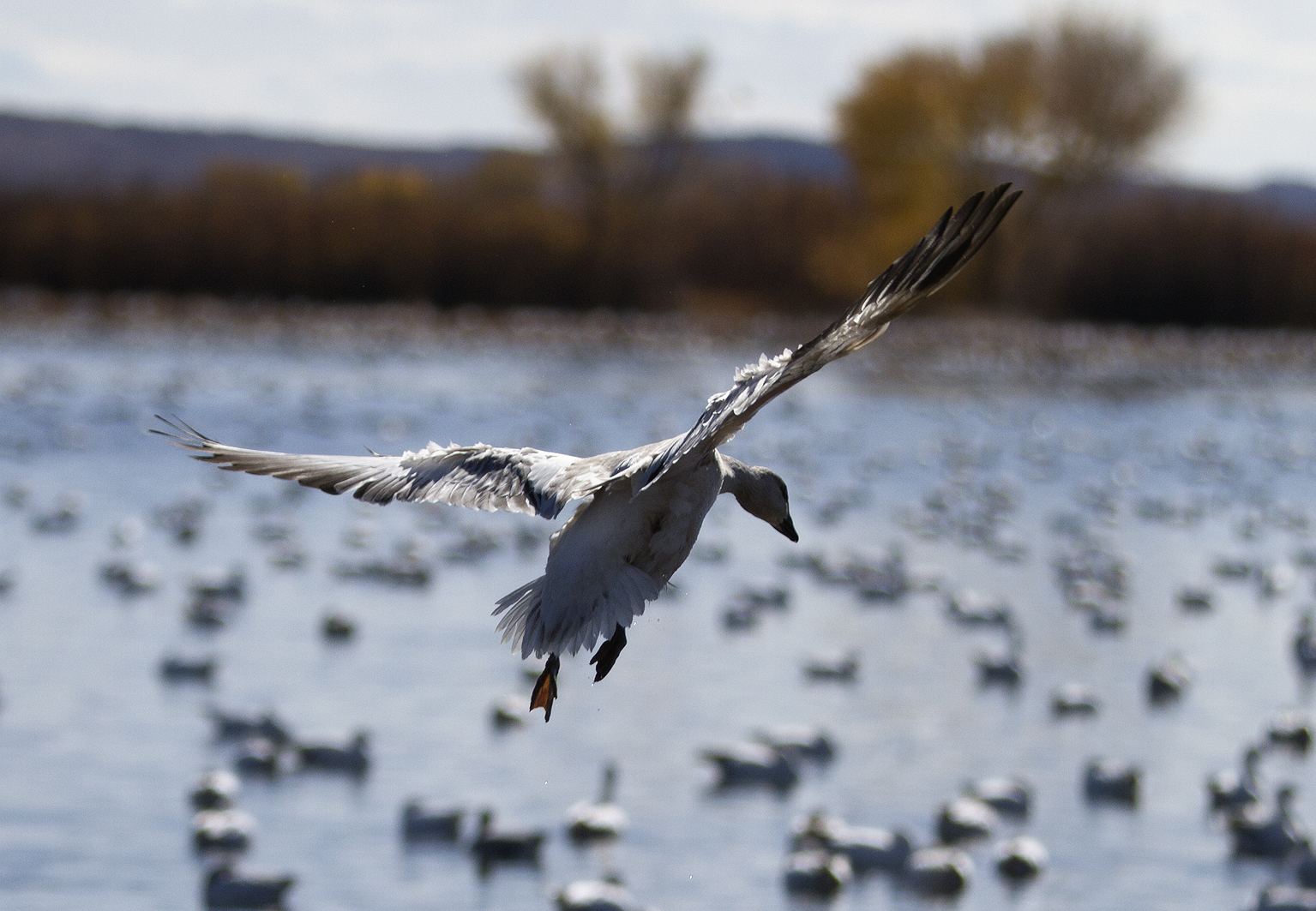 Bosque del Apache