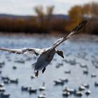 Bosque del Apache